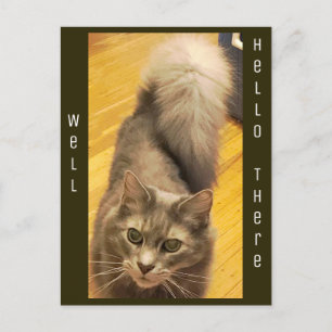 Cat Photo Postcard