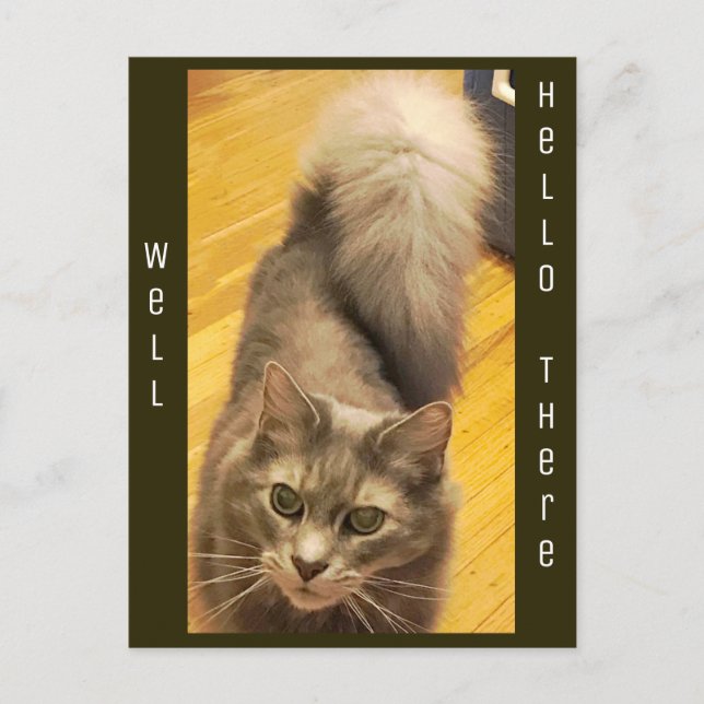 Cat Photo Postcard (Front)