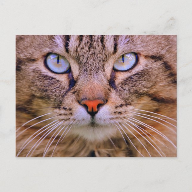 cat photo tabby postcard (Front)