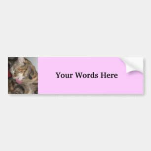 Cat photograph bumper sticker