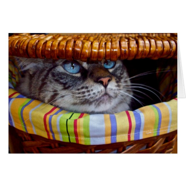 Cat Picnic (Front Horizontal)