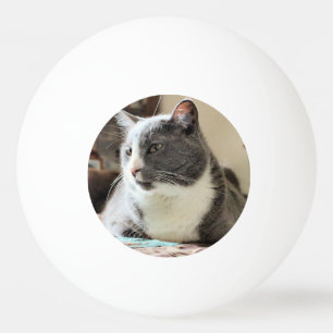 Cat Ping Pong Ball