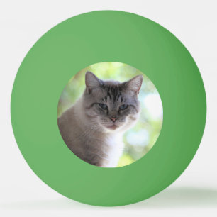 Cat Ping Pong Ball