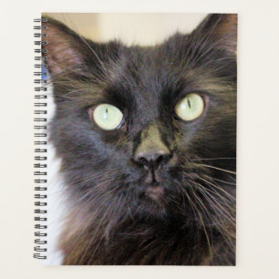 Cat  planner