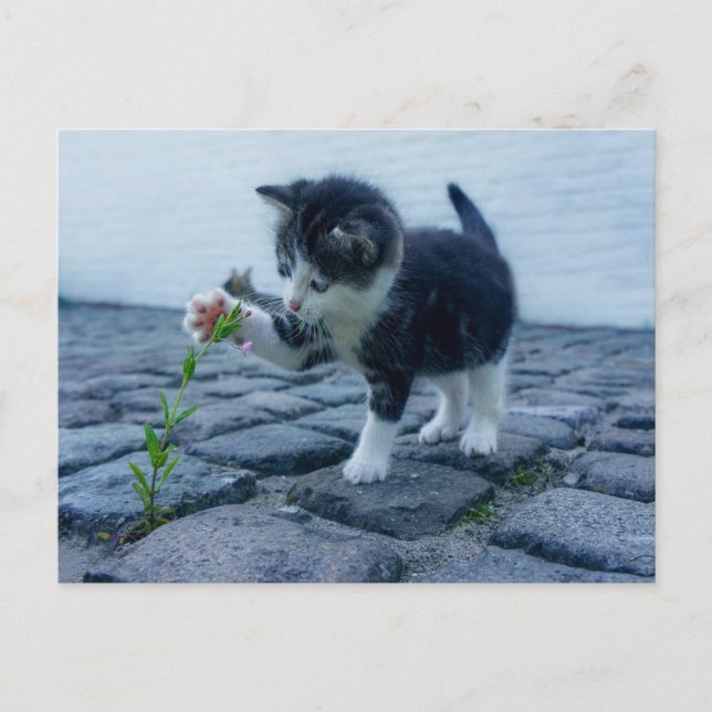 Cat playing with flower postcard (Front)