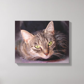 Cat Portrait Canvas Print