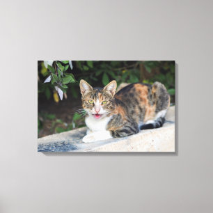 Cat portrait outdoors canvas print