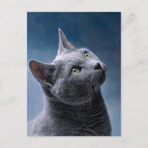 Cat Portrait Postcard