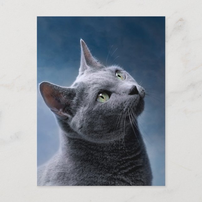Cat Portrait Postcard (Front)