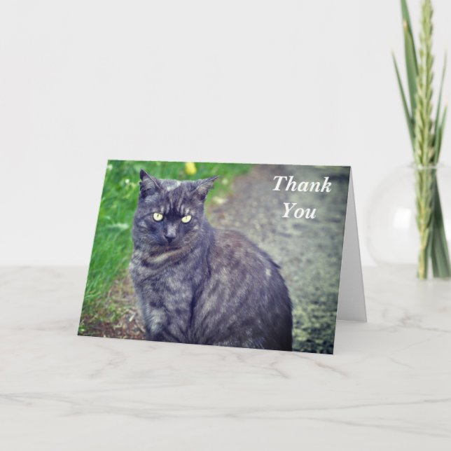 Cat Posing in Sitting Position Thank You Card (Front)