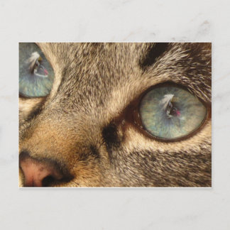 cat postcard