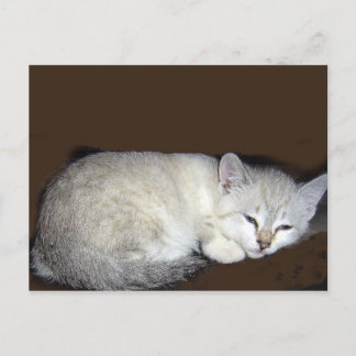cat postcard