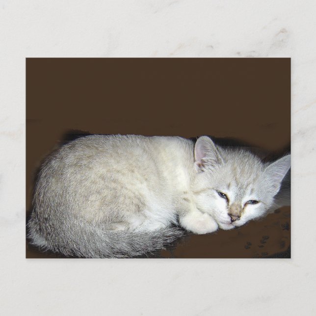 cat postcard (Front)