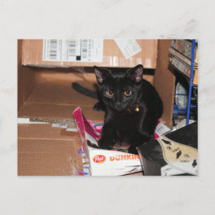 Cat  postcard