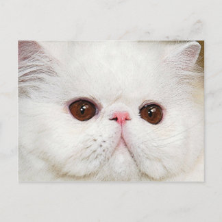 cat postcard