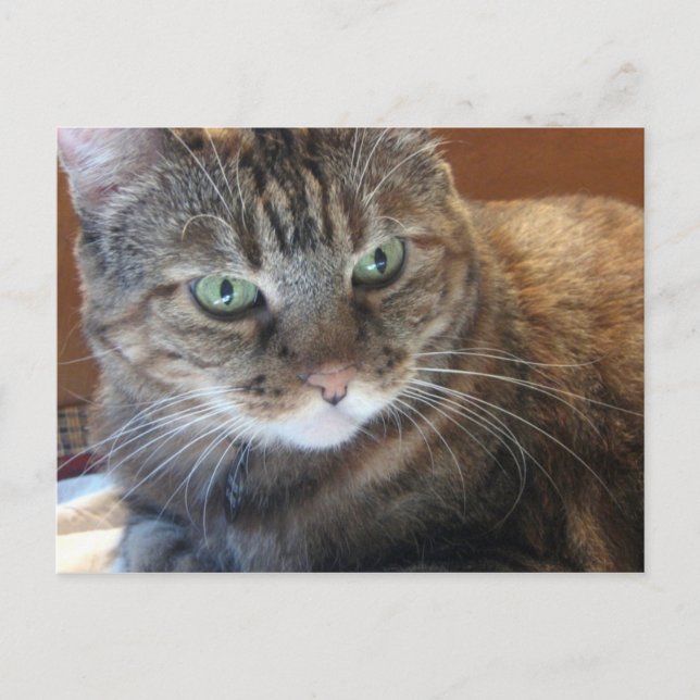 Cat Postcard (Front)