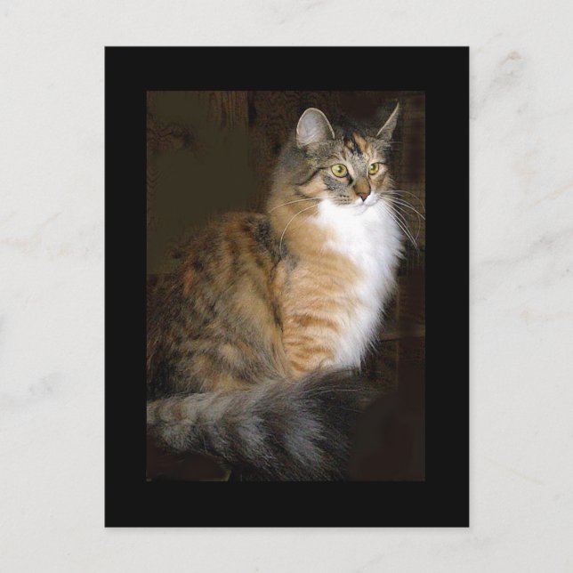 cat postcard (Front)