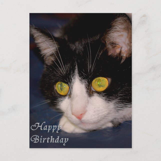 Cat Postcard (Front)