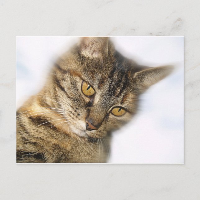 Cat Postcard (Front)