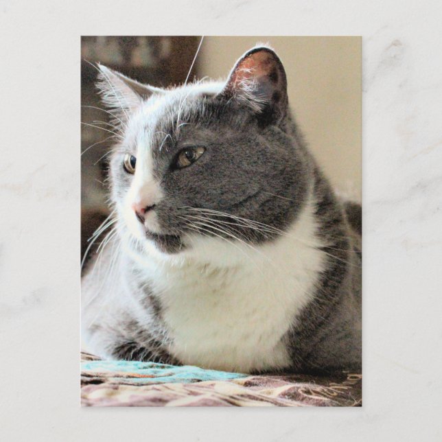 Cat Postcard (Front)