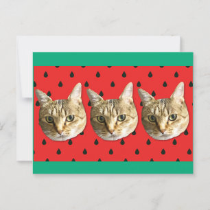 cat postcard