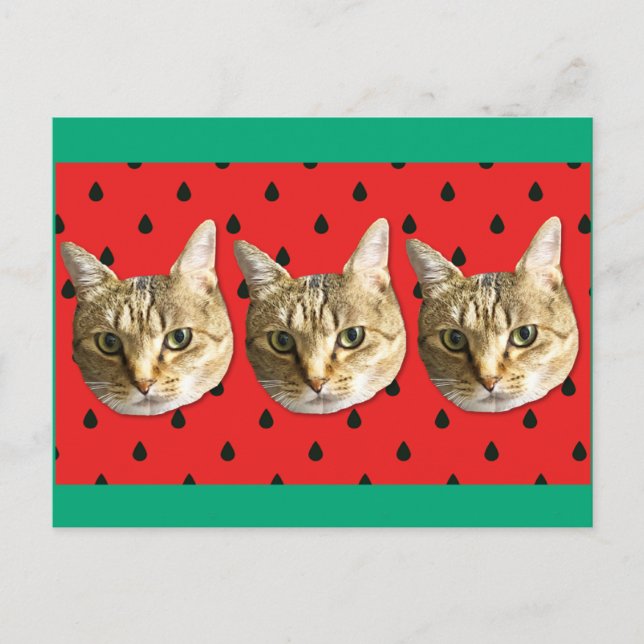 cat postcard (Front)