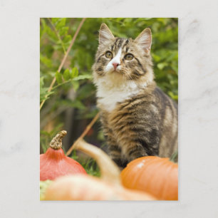 Cat Postcard