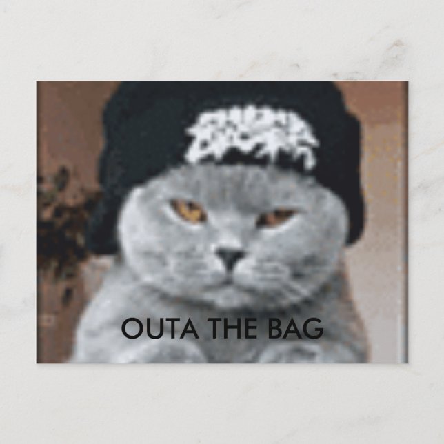 CAT POSTCARD (Front)