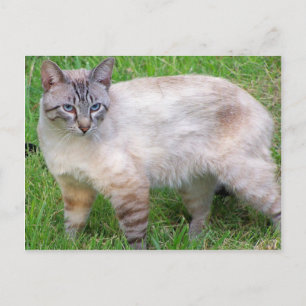 cat postcard