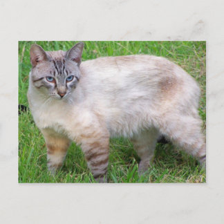 cat postcard