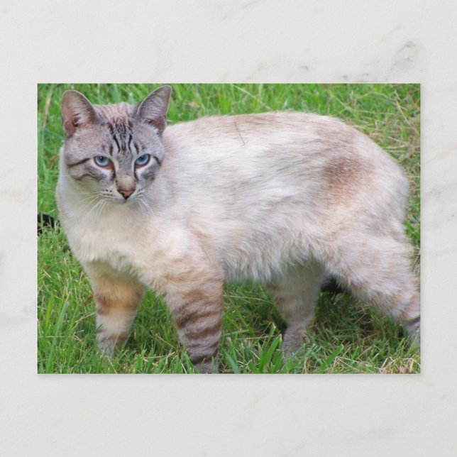 cat postcard (Front)