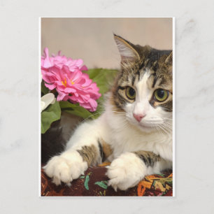 Cat Postcard