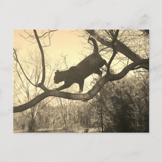 Cat Postcard (Front)