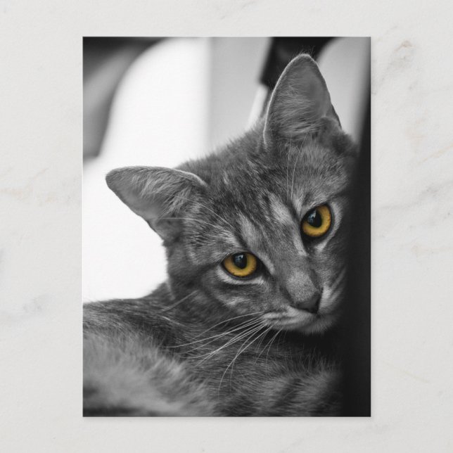 Cat Postcard (Front)