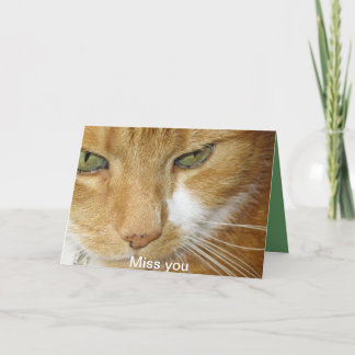 Cat postcard