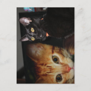 Cat  postcard