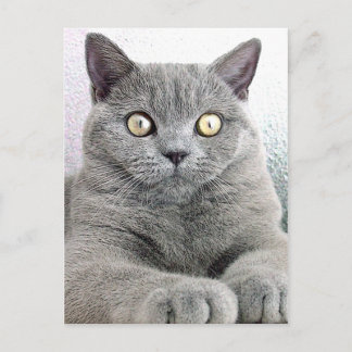 cat postcard