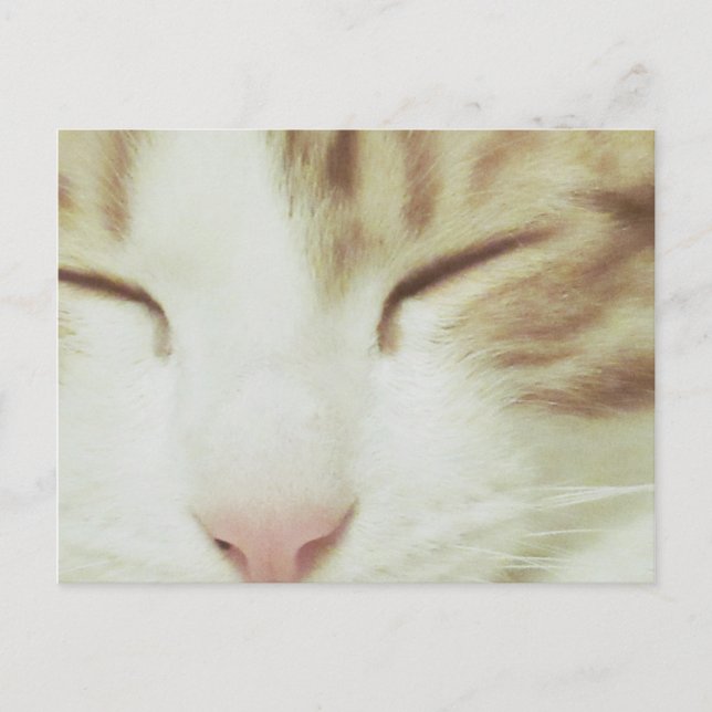 Cat Postcard featuring Filipos Apollo (Front)