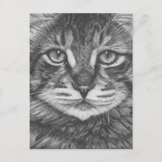 Cat postcard. Pencil drawing Postcard