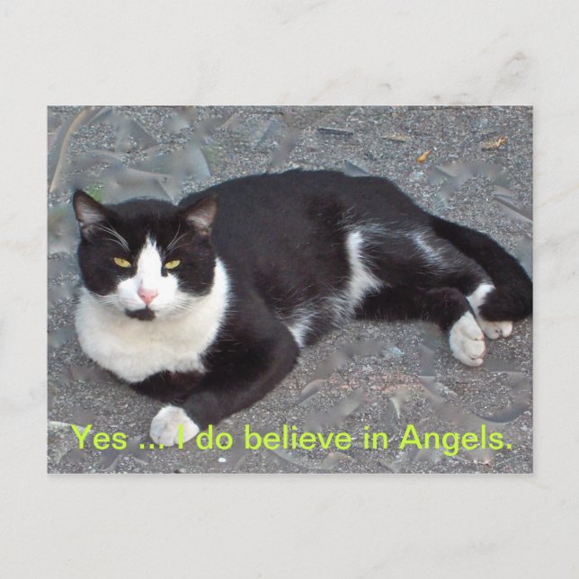 Cat Postcard with humourus saying (Front)