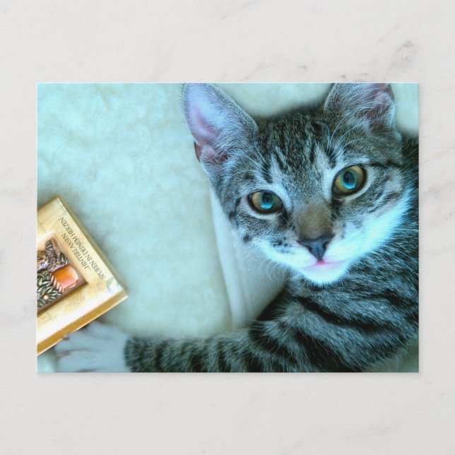 Cat Postcrossing Postcard (Front)