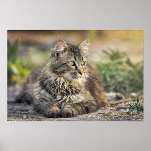 Cat Poster