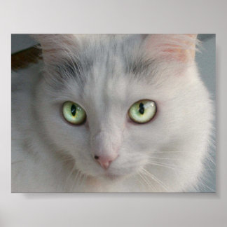 Cat Poster