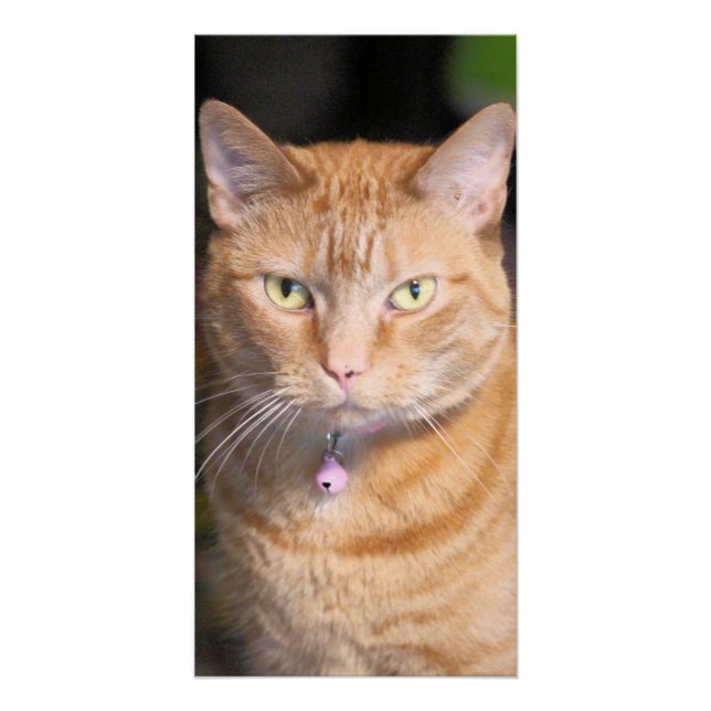 Cat Poster (Front)