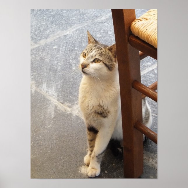 Cat poster (Front)