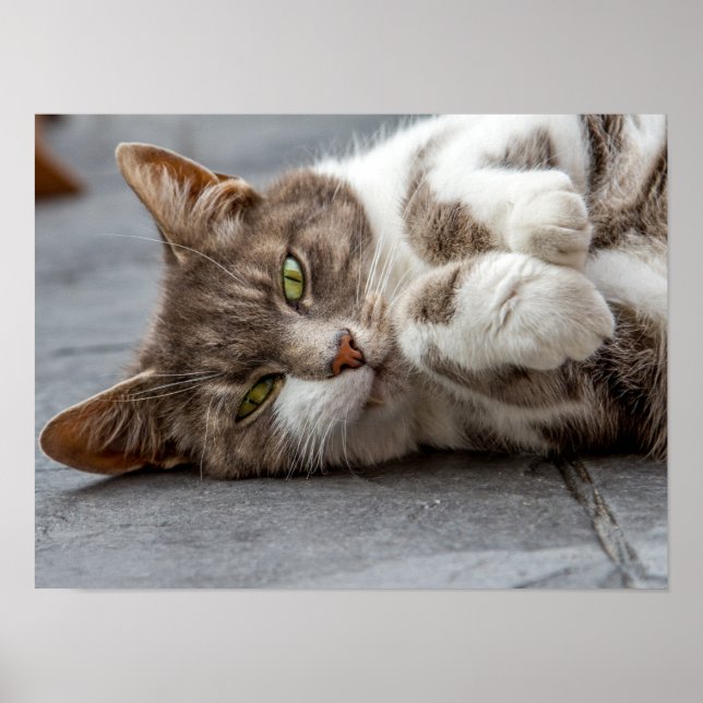 Cat Poster/Print Poster (Front)