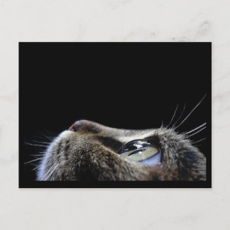 Cat Profile Postcard