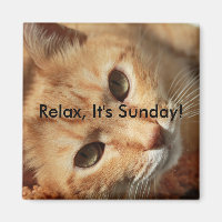 Cat quote