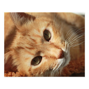 Cat quote photo print