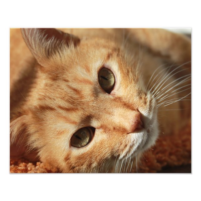 Cat quote photo print (Front)